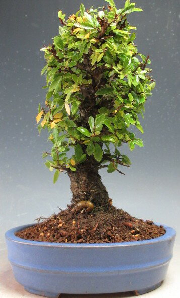 盆栽　ニレケヤキ/楡欅の鉢植え【現品】【沖縄・離島発送不可】