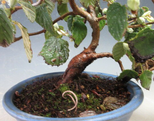 �ߺϡ��ֲ��ա��ں����ڤ�ȭ�����ڸ��ʡ۳��ֻϤޤäƤ��ޤ�����10/30��