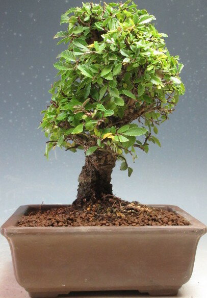 盆栽　ニレケヤキ/楡欅の鉢植え【現品】【沖縄・離島発送不可】