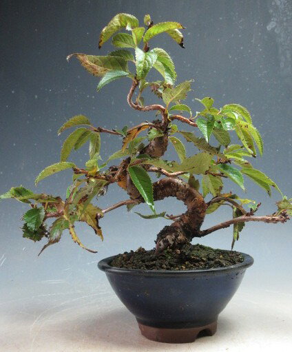 桜盆栽　花芽付！十月桜の鉢植え【現品】2025冬花予定