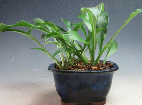 乙女ギボウシの鉢植え【現品】（北海道・沖縄・離島発送不可）