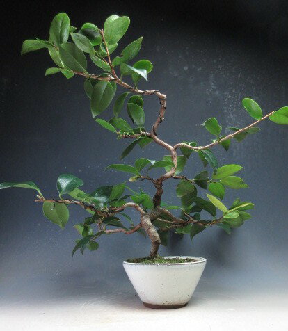 盆栽　花芽付き！椿（一子侘助）【現品】2025冬～2026早春開花予定