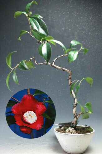 椿盆栽　椿（ト伴）（月光）の鉢植え盆栽【現品】