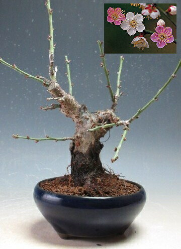 【写真撮影】2025/11/21 現在、花芽が付いております。（11/21現在） ＊咲き分けが出るか未定 ＊お届けする時期により商品の状態はことなります。 ●サイズ 【写真撮影時】 　約H21cm×W17cm×D15cm　 ＊鉢の高さ（約H5.5cm）はこのサイズには含みません。 　幹（直径）約3.5cm ●色鉢（焼き物 日本製） ＊育て方を書いた紙をお付けしております。「じつげつばい」とよみます 一重咲き分け 一本の木で二色咲く珍しい種類 赤、白、絞り咲きといろんないろの花が咲きます。 ＊咲き分けの品種は咲いてみないと紅白の色の 混じり具合が解りません、、、。年によっては 白が多かったり赤が多かったりしてしまうことがございます。 ＊こちらの商品位の大きさの場合、ほぼ白花に何個かピンクの花が付くケースが多くなります。 白しか出てない場合もございますので咲き分け具合をお知りになりたい方は2月後半のご購入をお勧めしています。 咲き分けが出なかったなどのクレームはお受けできません。ご理解よろしくお願い致します。 接木6年生