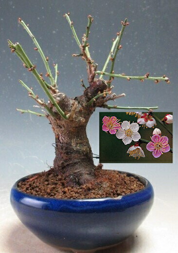 梅盆栽　花芽付き！日月梅（一重、紅白咲き分）【現品】2026開花予定