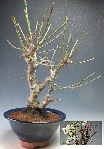 梅盆栽　花芽付き！紅白梅（特大）【現品】【沖縄・離島発送不可】2026早春開花予定