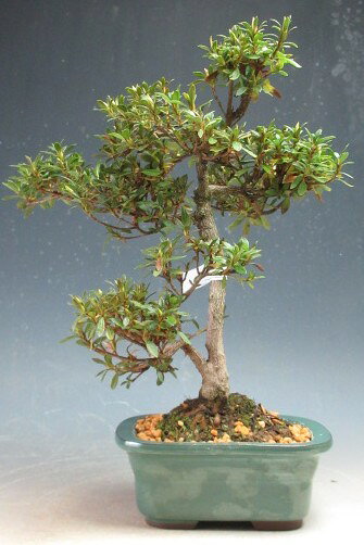 盆栽　花芽付き！皐月（サツキ）盆栽（蛍灯) 【現品】2026春開花予定