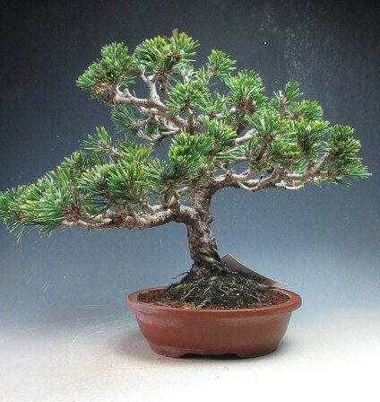 盆栽 八房 寿黒松（千寿丸）【現品】