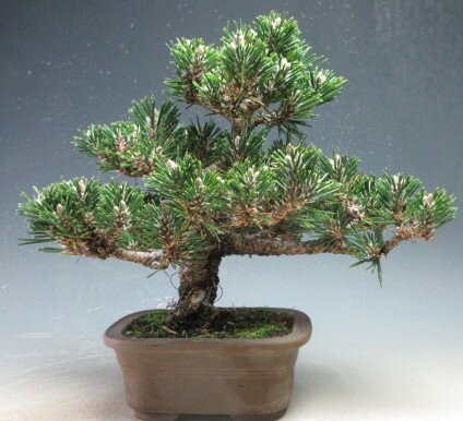 盆栽 寿黒松(千寿丸）【現品】