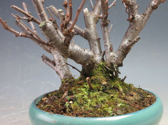 �ߺϡ��ֲ��դ����ܥ���̴�����ˤ�ȭ���� �ڸ��ʡ�2026��ճ���ͽ��