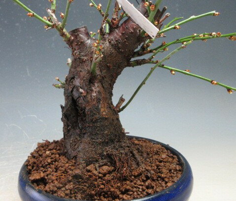 �ߺϡ��ߡ��ֲ��դ����פ��Τޤ�(Ȭ�ź餭���餭ʬ��)�ڸ��ʡ�2026��ճ���ͽ��