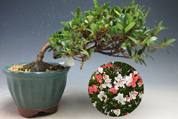 【写真撮影】2025/12/18 現在、花芽が付いております。（12/18現在） ＊お届けする時期により商品の状態は変わります。 あらかじめご了承下さい。 ●サイズ 【写真撮影時】 　約H10cm×W21cm×D14cm ＊鉢の大きさ（H8...