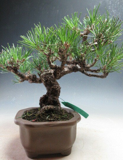 盆栽　黒松【現品】