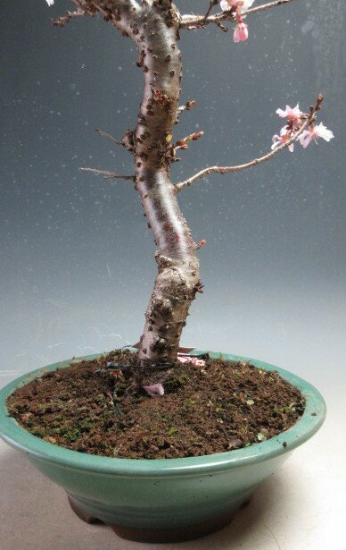 ���ߺϡ��ֲ��դ�����������ߺϡڸ��ʡ�2026�ߡ��ճ�����