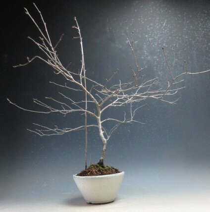 楽天市場】盆栽（種類（植物）ロウヤガキ（老爺柿））（花・観葉植物