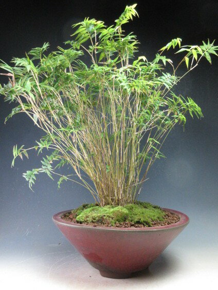 【写真撮影】2026/1/21 ＊お届けする時期により商品の状態は異なります。 ●商品に含まれる物 　金明竹 　鉢（中国製） 　苔 ●サイズ 【写真撮影時】 　約H34cm×W35cm×D25cm ＊鉢の深さ（H10cm）はこのサイズには含...