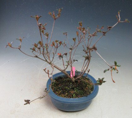 花芽付き！ミヤマキリシマツツジ（桃源)の鉢植え盆栽【現品】2026春開花予定　　