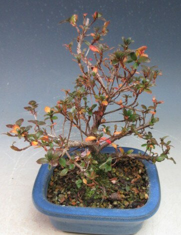 花芽付き！ミヤマキリシマツツジ（筑峰)の鉢植え盆栽　