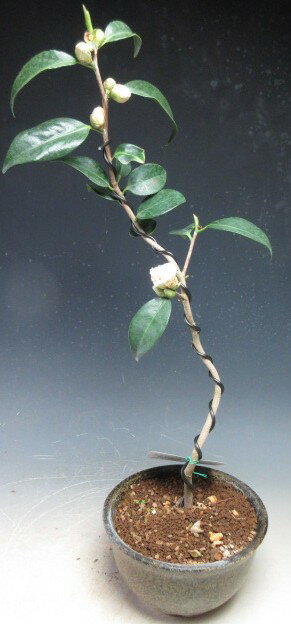 【写真撮影】2026/1/21 現在、花芽が付いております。（1/21現在） ＊お届けする時期により商品の状態は変わります。 あらかじめご了承下さい。 ●サイズ 【開花時】 　約H42cm×W18cm×D16cm ＊鉢の大きさ（H8.5cm...