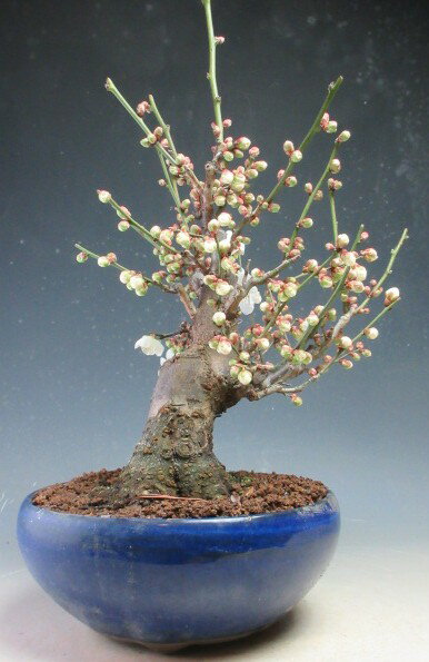 楽天市場】盆栽 野梅（種類（植物）ヤバイ（野梅））（盆栽｜花・観葉