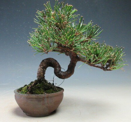 ミニ盆栽　黒松【現品】