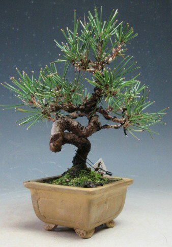 ミニ盆栽　黒松【現品】