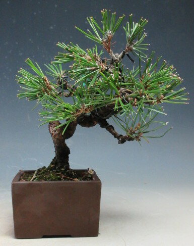 盆栽　黒松【現品】