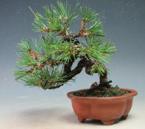 盆栽 黒松【現品】