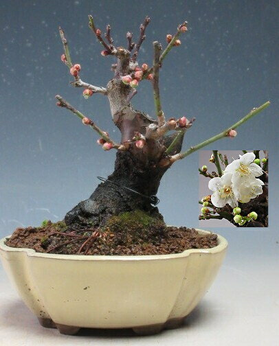 梅盆栽　花芽付き！一重野梅【現品】2026早春開花予定