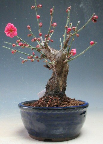 梅盆栽 花芽付き！紅千鳥(濃紅花・一重咲き）【現品】2026早春開花中