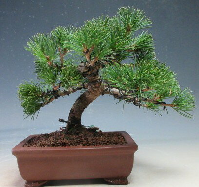 盆栽 松 福島五葉松のミニ盆栽【現品】