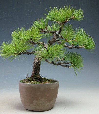 盆栽 松 福島五葉松のミニ盆栽【現品】
