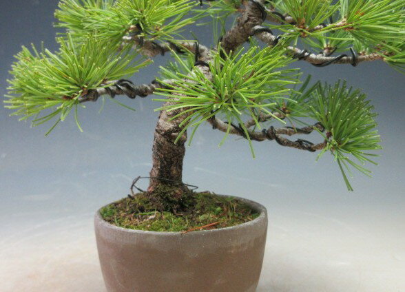 �ߺϡ�����ʡ����վ��Υߥ��ߺϡڸ��ʡ�