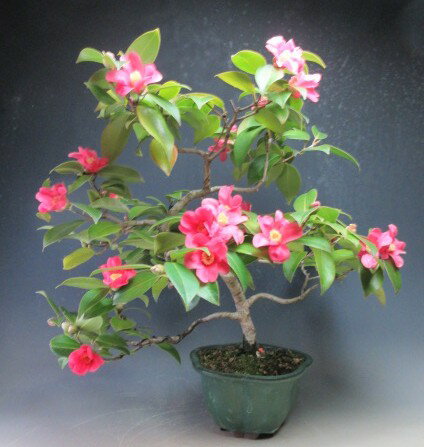 盆栽 花芽付き！椿（赤侘助）の鉢植え【現品】2026早春開花中【沖縄・離島発送不可】