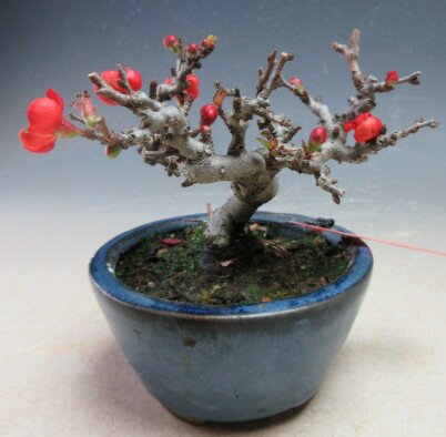 盆栽 花芽付き！長寿梅（赤花）のミニ盆栽【現品】