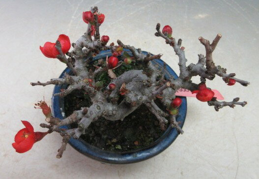 盆栽　花芽付き！長寿梅（赤花）のミニ盆栽【現品】