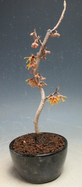 盆栽 花芽付き！マンサクの鉢植えミニ盆栽 2026早春開花始まってきました