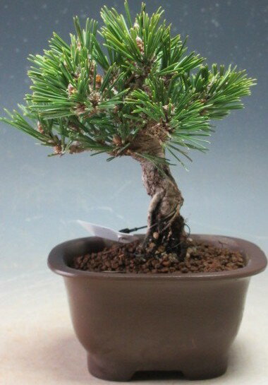 Japanese Black Pine - 盆栽　八房　寿黒松（千寿丸【現品】