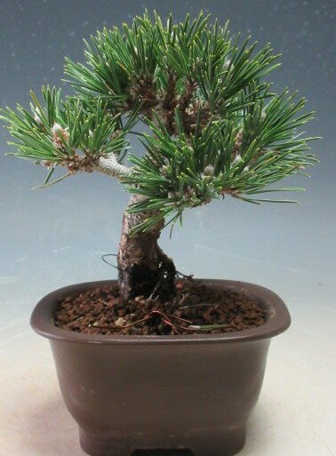 Japanese Black Pine - 盆栽　寿黒松（千寿丸）【現品】