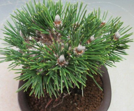 盆栽　寿黒松（千寿丸）【現品】