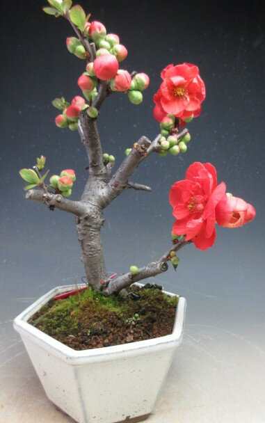 盆栽　ボケ（長寿楽）の鉢植え 【現品】