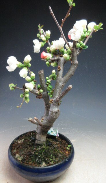 盆栽 花芽付き！ボケ（祝錦）の鉢植え 【現品】2026早春開花中