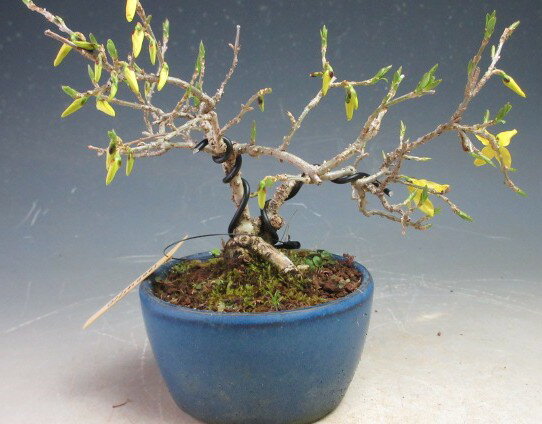 盆栽 花芽付き！ヒメレンギョウの鉢植え 【現品】2026春開花中