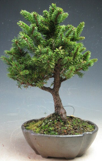 ミニ盆栽　エゾマツ（蝦夷松）（白芽八房）【現品】