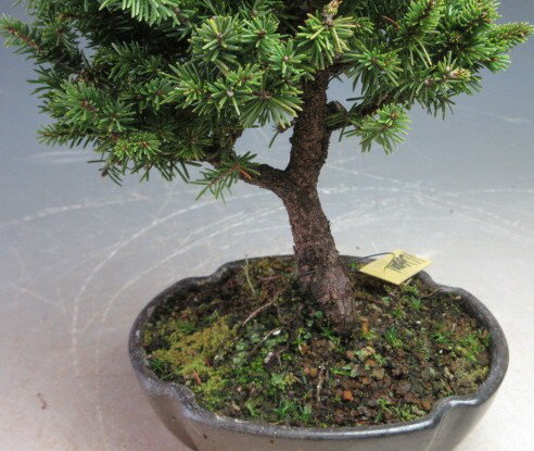 �ߥ��ߺϡ������ޥġʲܰо��ˡ����Ȭ˼�ˡڸ��ʡ�