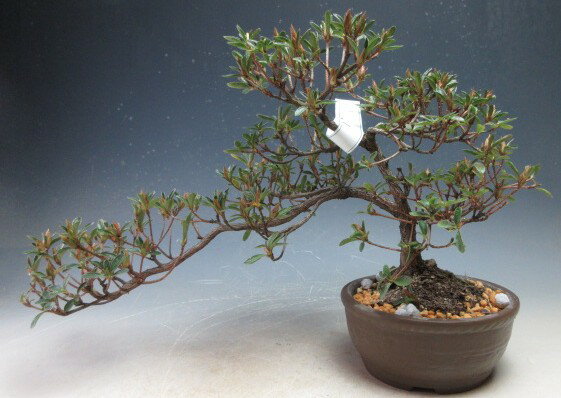 Small Bonsai - 盆栽 　花芽付き！皐月（サツキ）（星の輝）【現品】2026春開花予定