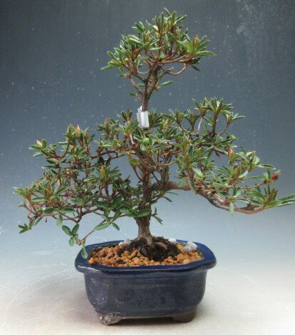 盆栽　花芽付き！皐月（サツキ）（星の輝）【現品】2026春開花予定