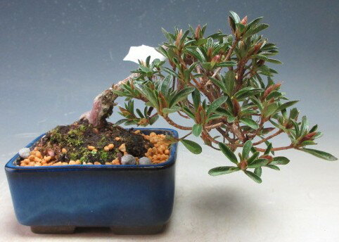 盆栽 花芽付！皐月（サツキ）（星の輝）【現品】2026春開花予定