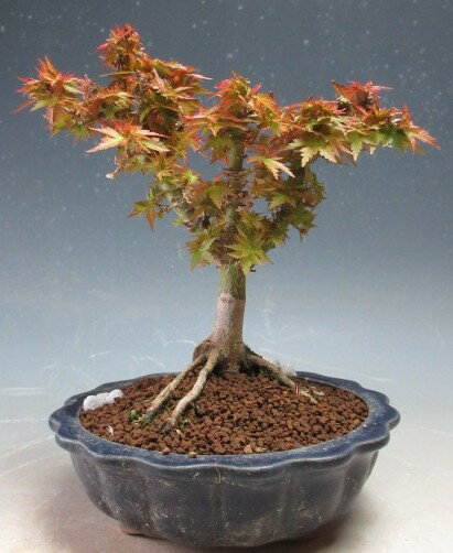 盆栽 八房もみじ（琴姫）【現品】