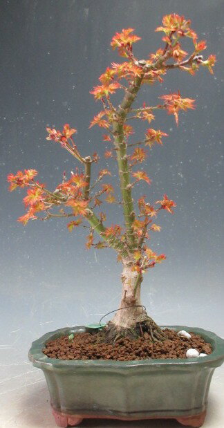 盆栽 八房もみじ（琴姫）【現品】